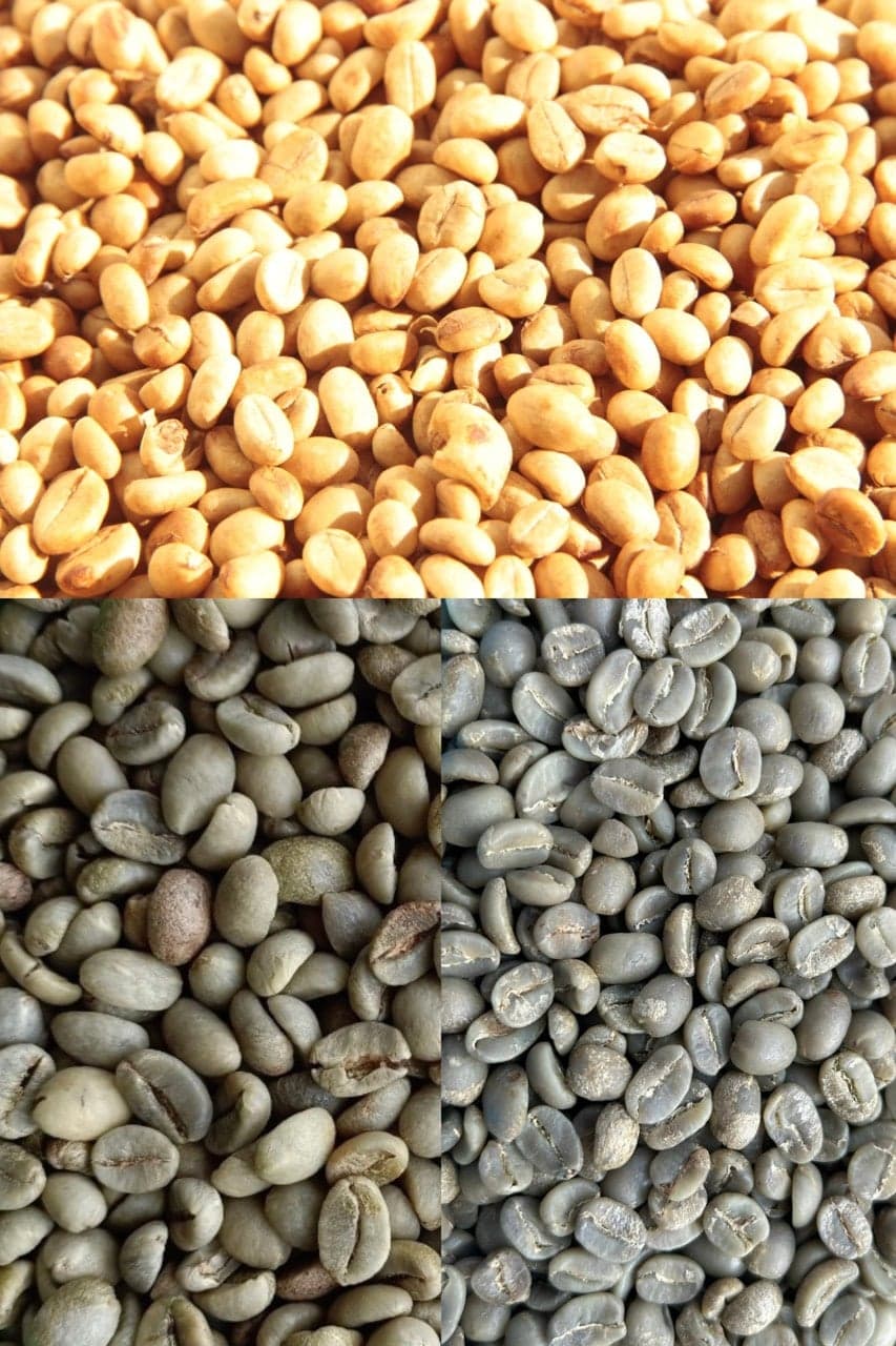 Cold Brew Trend Drives Specialty Robusta Demand in Japan