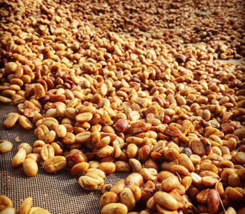Robusta Honey